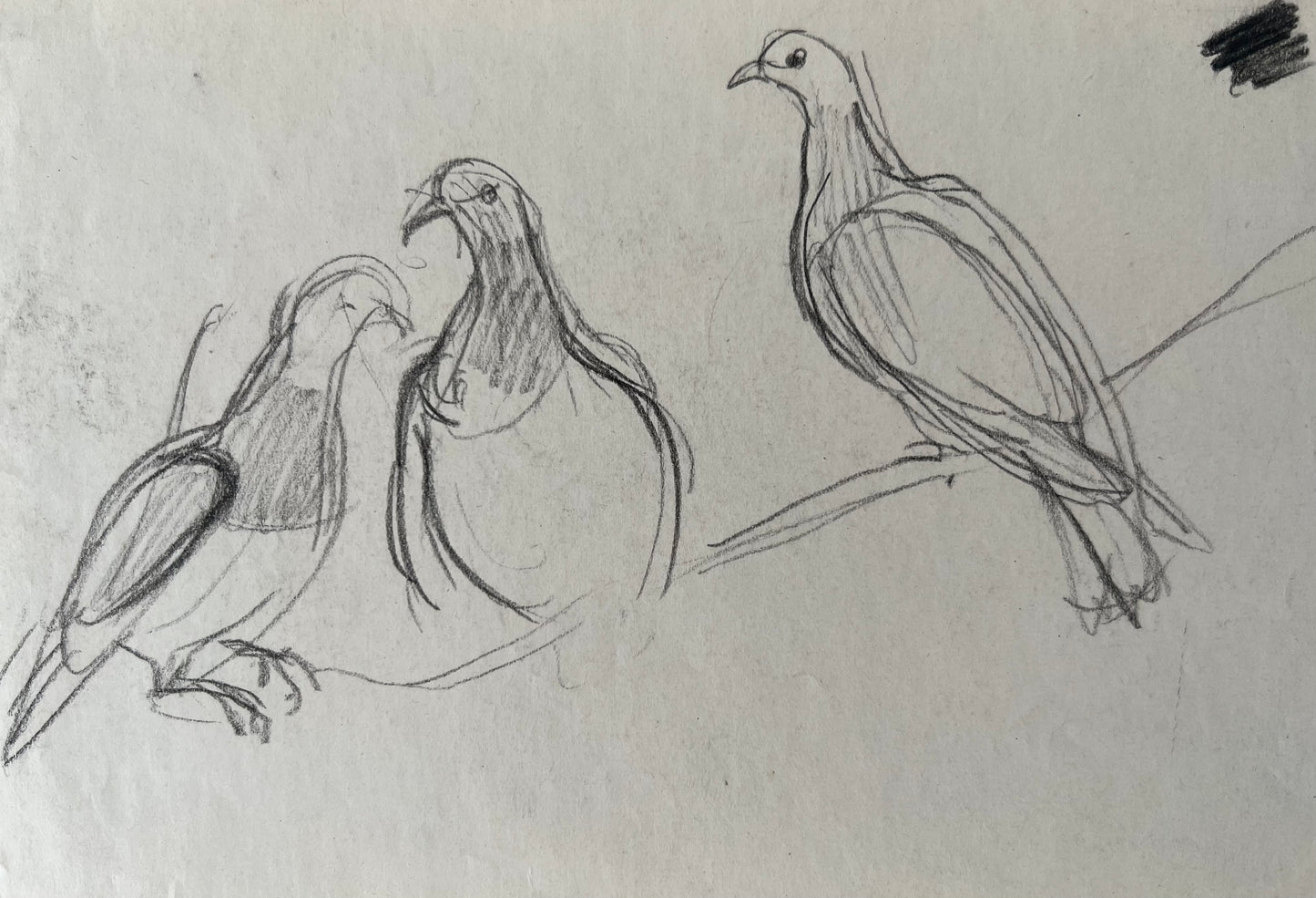 Bizzie Høyer. Pigeons