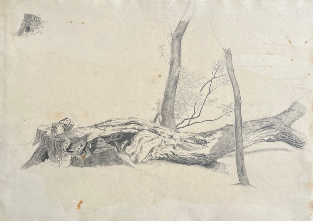 Georgia Skovgaard. Study of a fallen tree