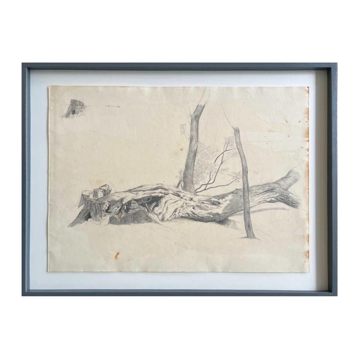 Georgia Skovgaard. Study of a fallen tree