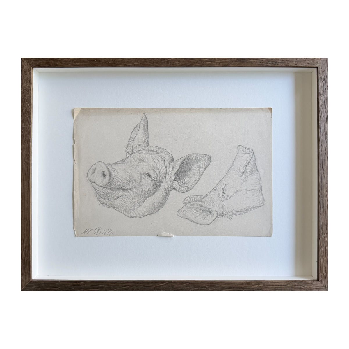 Niels Skovgaard. Study of a pigs head, 1874