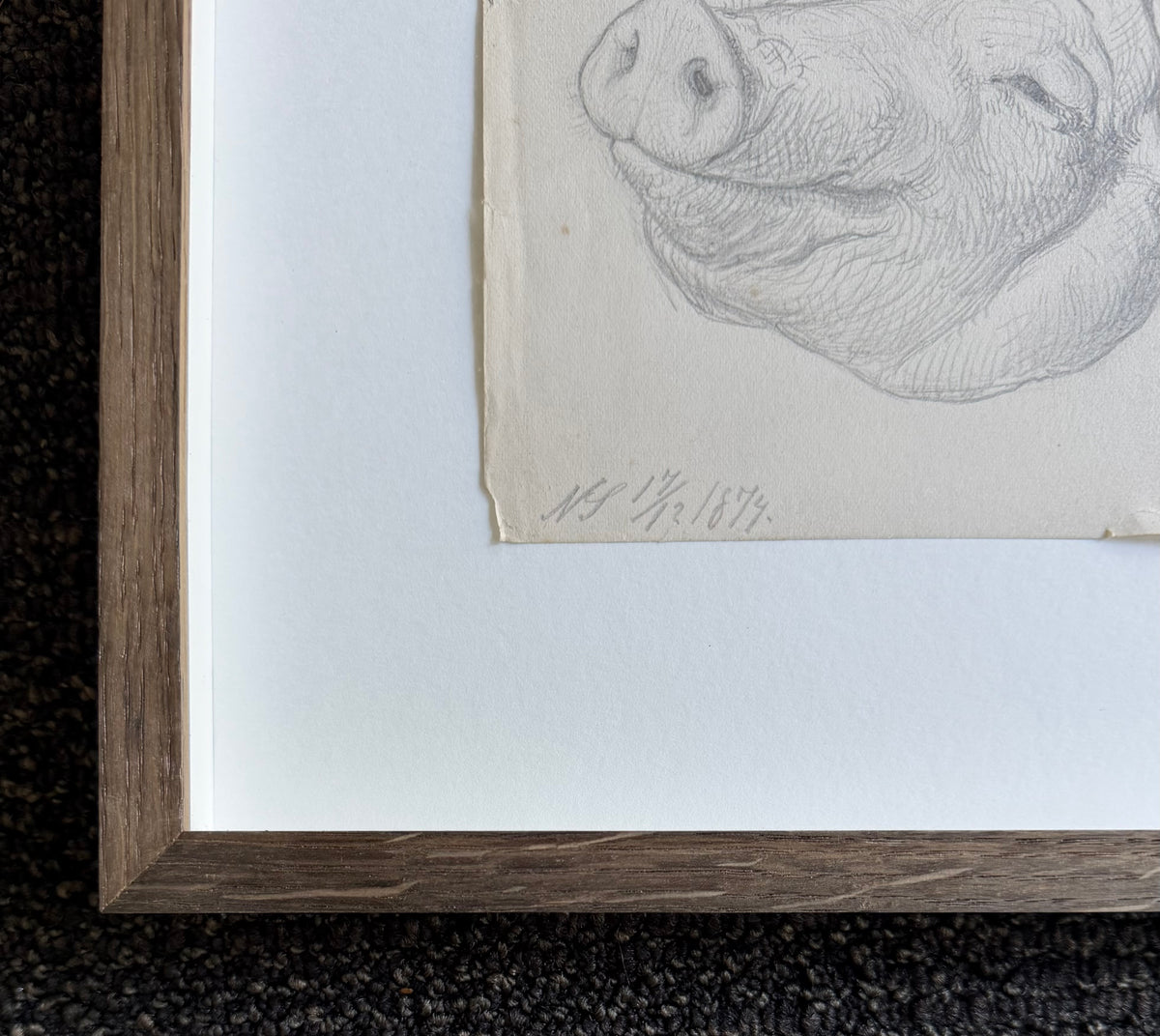 Niels Skovgaard. Study of a pigs head, 1874