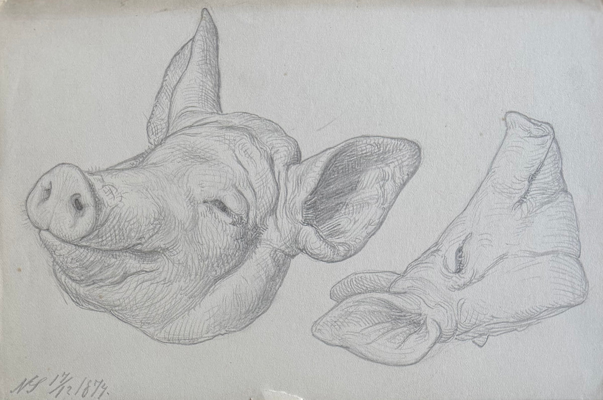 Niels Skovgaard. Study of a pigs head, 1874
