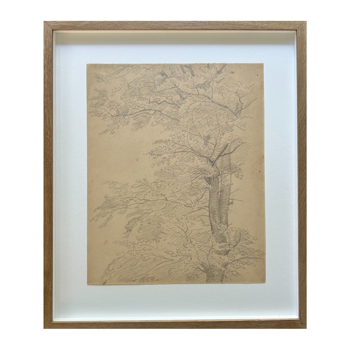 P. C. Skovgaard. Study of a tree, Hellebæk, 1858